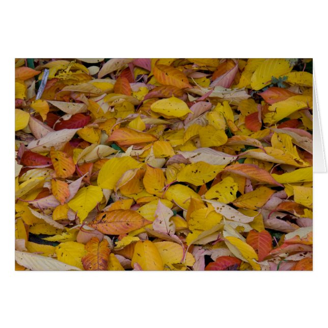 Gevallen herfstbladeren (Voorkant Horizontaal)
