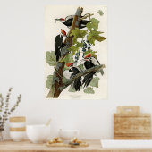 Gevallen van Amerikaanse pileated Woodpecker Poster (Keuken)