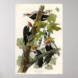 Gevallen van Amerikaanse pileated Woodpecker Poster