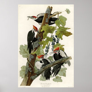 Gevallen van Amerikaanse pileated Woodpecker Poster