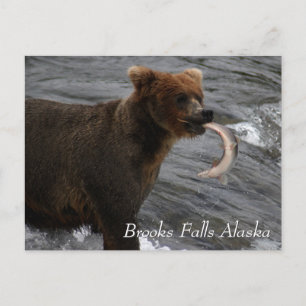 Gevangen, Brooks Falls Alaska  Briefkaart