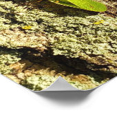 Gevangen Dwergcicade - Poster (Hoek)