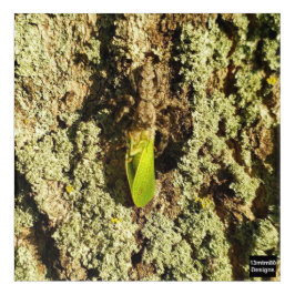 Gevangen Leafhopper - Acryl Print Muurkunst