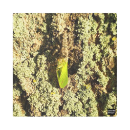 Gevangen Leafhopper - Metal Print