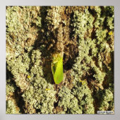 Gevangen Leafhopper - Poster (Voorkant)