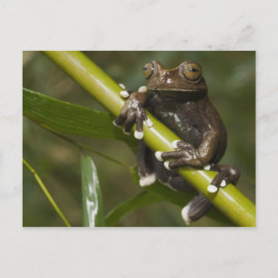 Gevangen Tapichalaca Boomkikker Hyloscirtus 2 Briefkaart