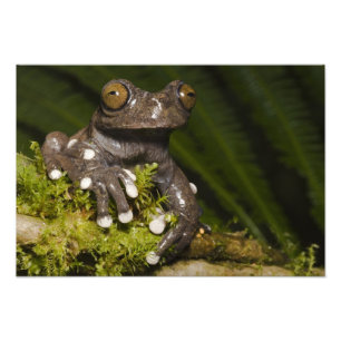 Gevangen Tapichalaca Boomkikker Hyloscirtus 2 Foto Afdruk