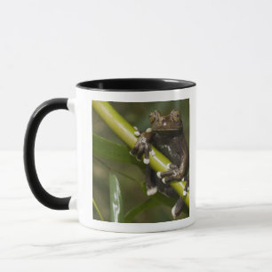 Gevangen Tapichalaca Boomkikker Hyloscirtus 2 Mok