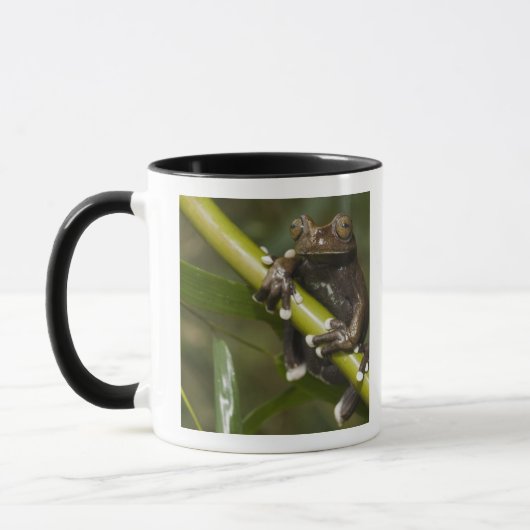Gevangen Tapichalaca Boomkikker Hyloscirtus 2 Mok (Links)