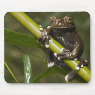 Gevangen Tapichalaca Boomkikker Hyloscirtus 2 Muismat