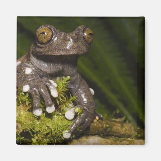 Gevangen Tapichalaca Boomkikker Hyloscirtus 3 Magneet (Voorkant)