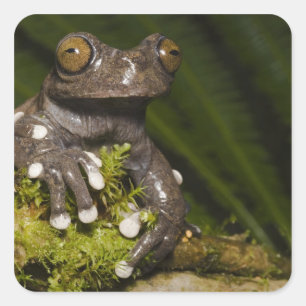 Gevangen Tapichalaca Boomkikker Hyloscirtus 3 Vierkante Sticker
