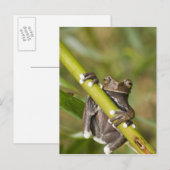 Gevangen Tapichalaca Boomkikker Hyloscirtus Briefkaart (Voorkant / Achterkant)