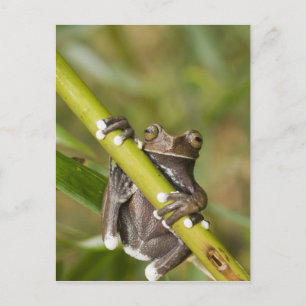 Gevangen Tapichalaca Boomkikker Hyloscirtus Briefkaart