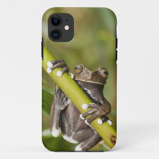 Gevangen Tapichalaca Boomkikker Hyloscirtus Case-Mate iPhone Case (Achterkant)