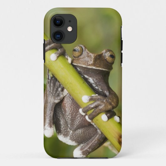 Gevangen Tapichalaca Boomkikker Hyloscirtus Case-Mate iPhone Case (Achterkant)