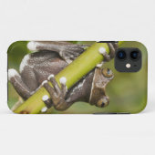 Gevangen Tapichalaca Boomkikker Hyloscirtus Case-Mate iPhone Case (Achterkant (horizontaal))