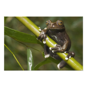 Gevangen Tapichalaca Boomkikker Hyloscirtus Foto Afdruk