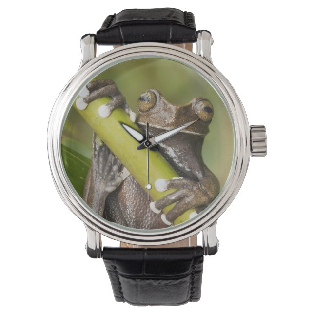 Gevangen Tapichalaca Boomkikker Hyloscirtus Horloge (Voorkant)