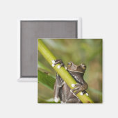 Gevangen Tapichalaca Boomkikker Hyloscirtus Magneet (Voorkant / Achterkant)