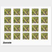 Gevangen Tapichalaca Boomkikker Hyloscirtus Vierkante Sticker (Vel)