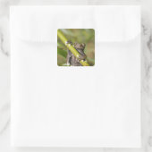 Gevangen Tapichalaca Boomkikker Hyloscirtus Vierkante Sticker (Tas)
