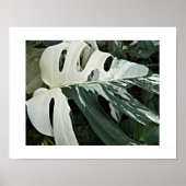 Gevariëerd Zwitsers Plant Bloemen Poster (Voorkant)