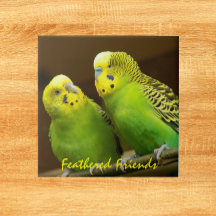 Gevederde Vrienden Groene en Gele Parkieten