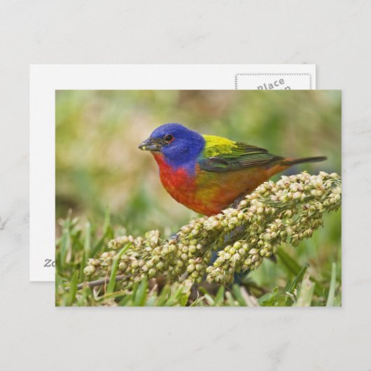 geverfde bundeling briefkaart (Voorkant / Achterkant)