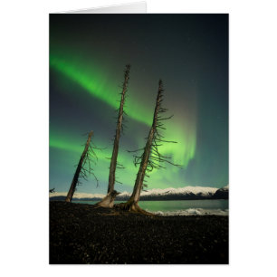 Gevergeten Spruce Aurora