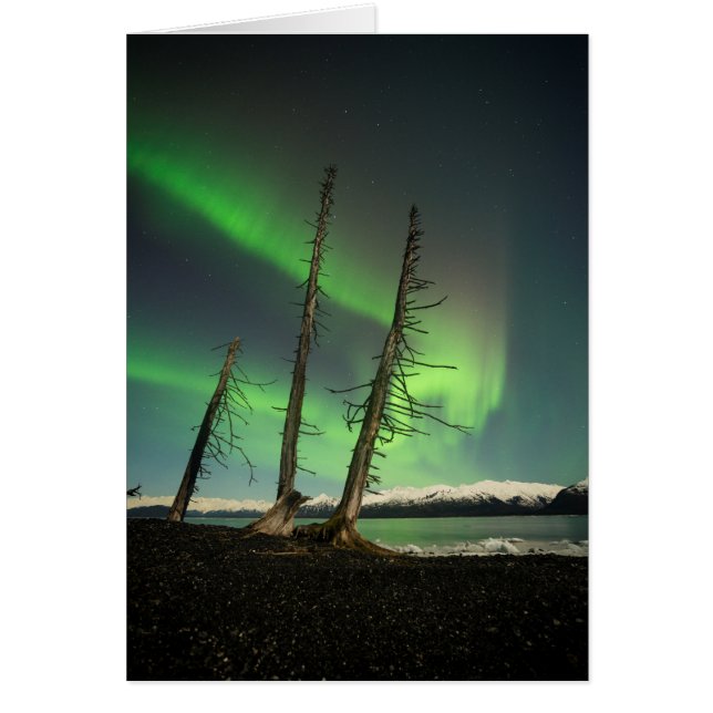 Gevergeten Spruce Aurora (Voorkant)