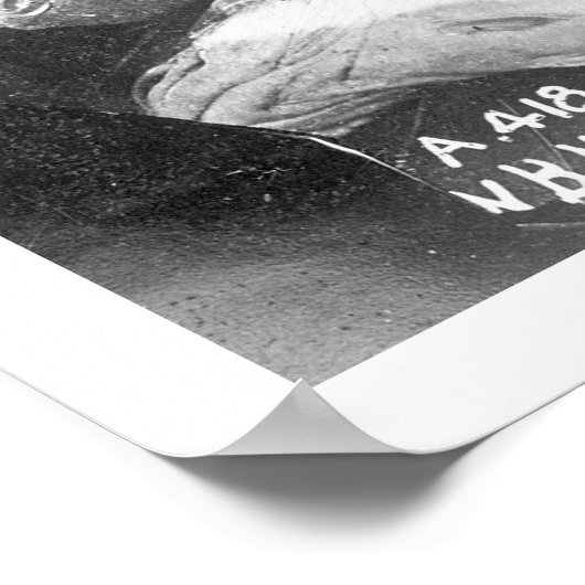 Gevist in Alaska 1922 Poster (Hoek)