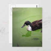 Gevist met eenden briefkaart (Voorkant / Achterkant)