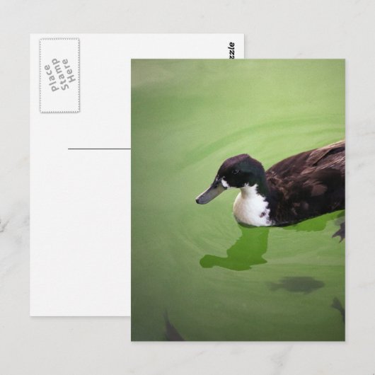 Gevist met eenden briefkaart (Voorkant / Achterkant)