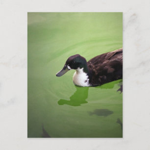 Gevist met eenden briefkaart