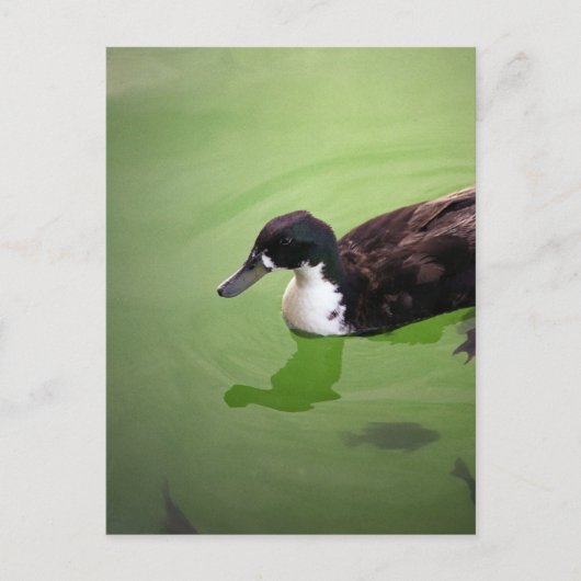 Gevist met eenden briefkaart (Voorkant)