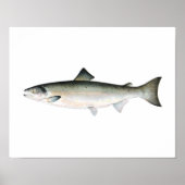 Gevist poster - Atlantische zalmvis (Voorkant)