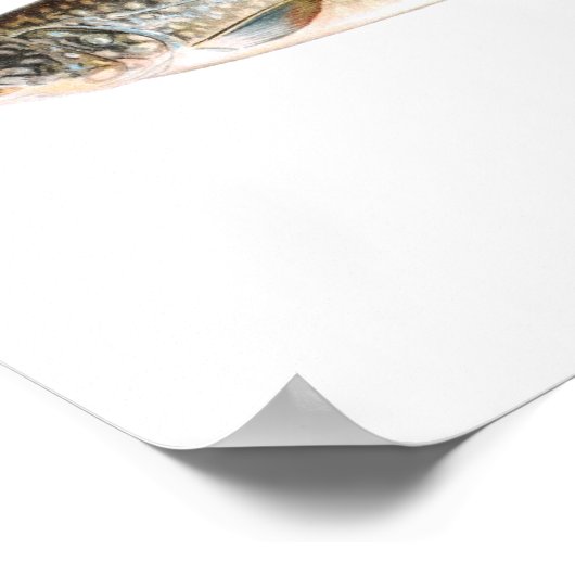 Gevist poster - Boomforel (Hoek)