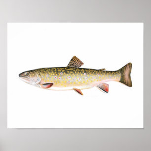 Gevist poster - Brook forel Vrouw vis