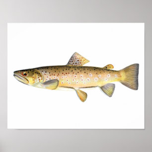Gevist poster - bruine forel vis