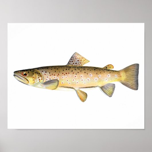 Gevist poster - bruine forel vis (Voorkant)