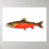 Gevist poster - Canadese rode forel Mannelijke vis (Voorkant)