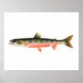 Gevist poster - Canadese rode forel Vrouw vis (Voorkant)