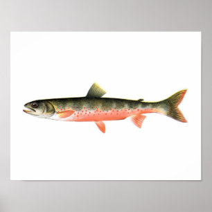 Gevist poster - Canadese rode forel Vrouw vis