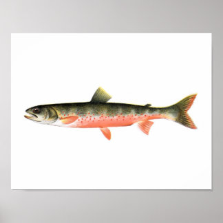 Gevist poster - Canadese rode forel Vrouw vis