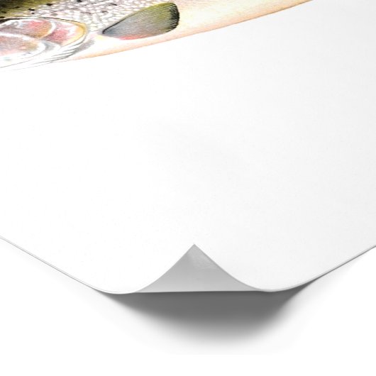 Gevist poster - Regenboogforel (Hoek)