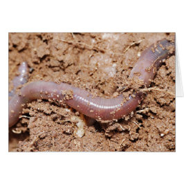 Geviste aardworm