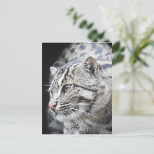 Geviste kat briefkaart (Staand voorkant)