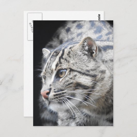 Geviste kat briefkaart (Voorkant / Achterkant)