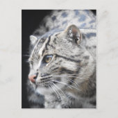 Geviste kat briefkaart (Voorkant)